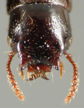 Media type: image;   Entomology 20232 Aspect: head frontal view